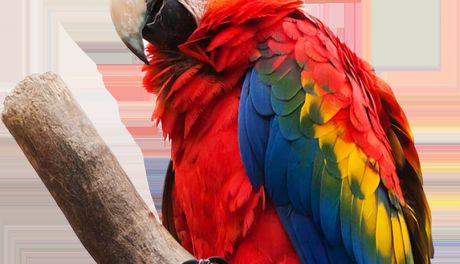 Raj dla miłośników ptaków - Park Papug w Sabat Krajno