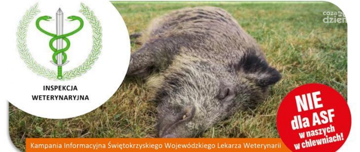 Dzik zakażony ASF w pow. starachowickim
