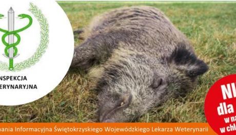 Dzik zakażony ASF w pow. starachowickim