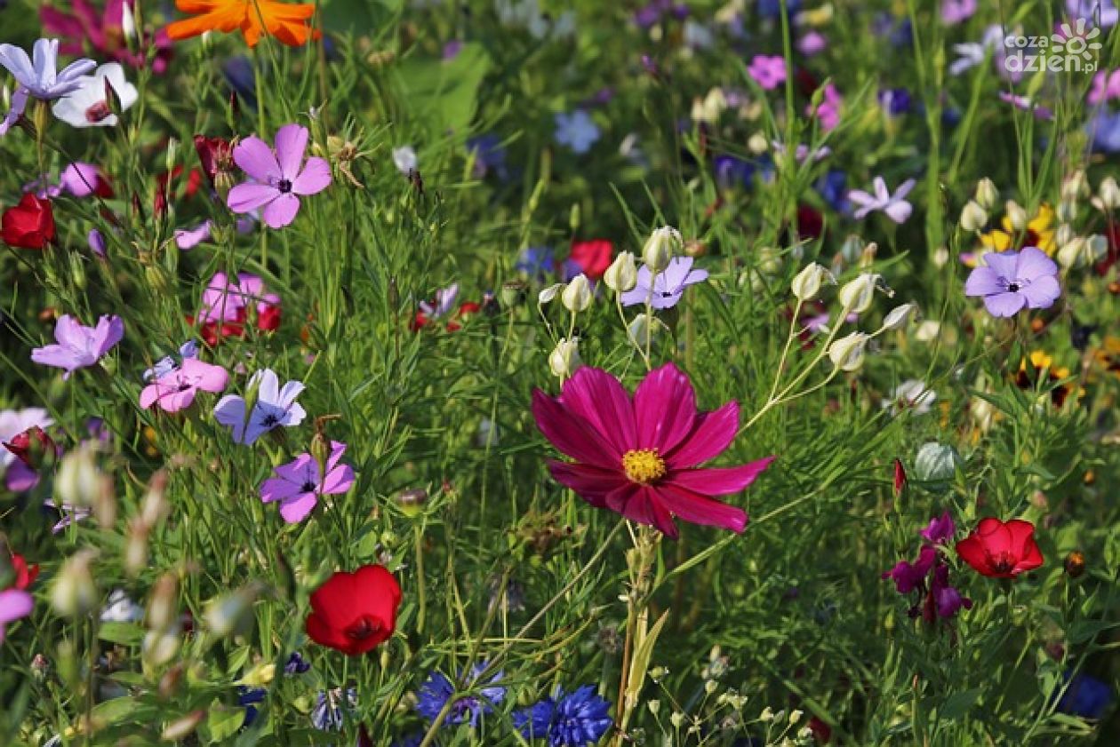 Trawa z Rolki w Warszawie: Szybki Sposób na Piękny Trawnik
