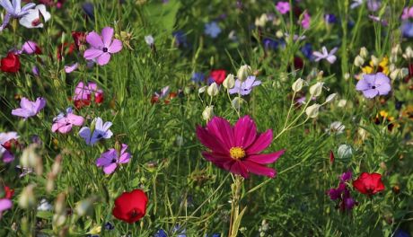 Trawa z Rolki w Warszawie: Szybki Sposób na Piękny Trawnik