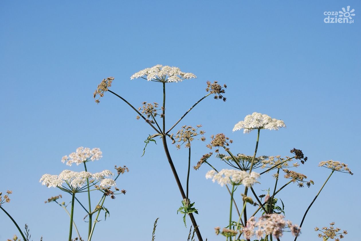 Groźny barszcz Sosnowskiego znów atakuje