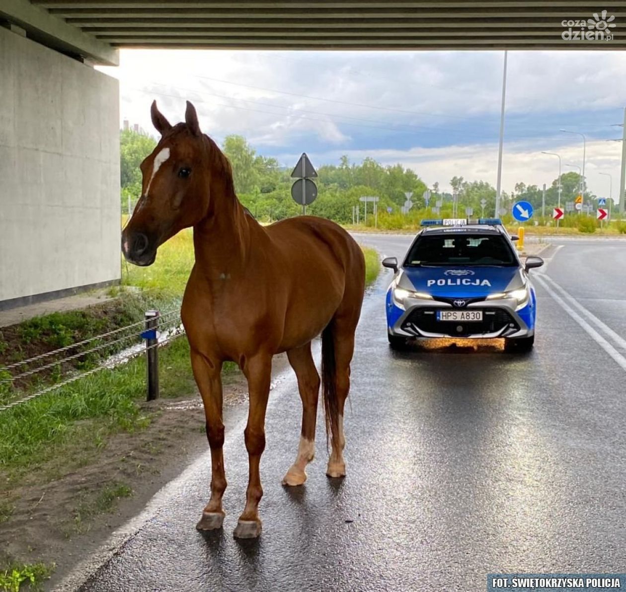 Koński uciekinier w rękach policjantów