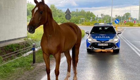 Koński uciekinier w rękach policjantów