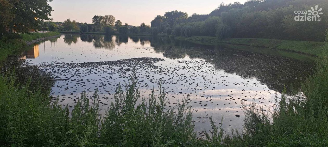 Przyducha zabija ryby w Kazimierzy Wielkiej?