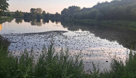 Przyducha zabija ryby w Kazimierzy Wielkiej?