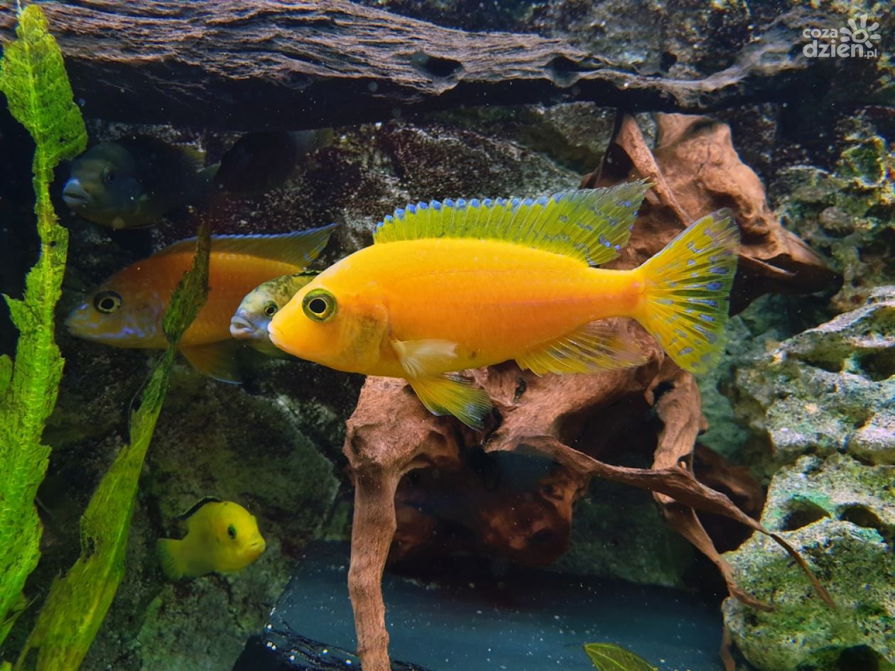 Jak karmić ryby w akwarium?