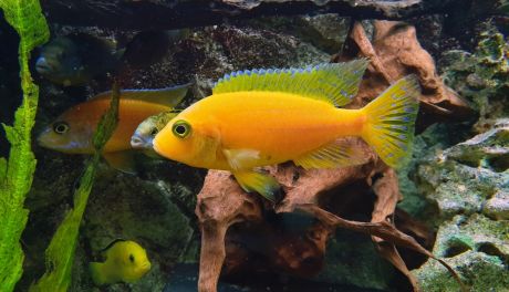 Jak karmić ryby w akwarium?