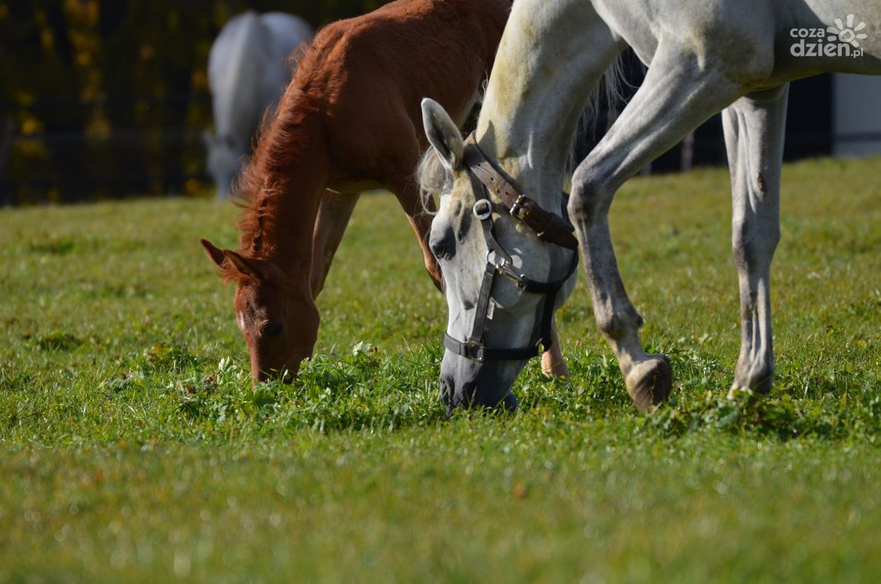 Mistrzostwa Polski Młodych Koni w Michałowie!
