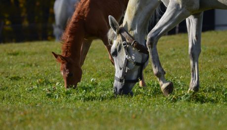 Mistrzostwa Polski Młodych Koni w Michałowie!
