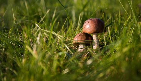 „Dary Świętokrzyskich Lasów”. Piknik rodzinny w Parku Miejskim