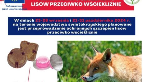 Akcja szczepienia lisów