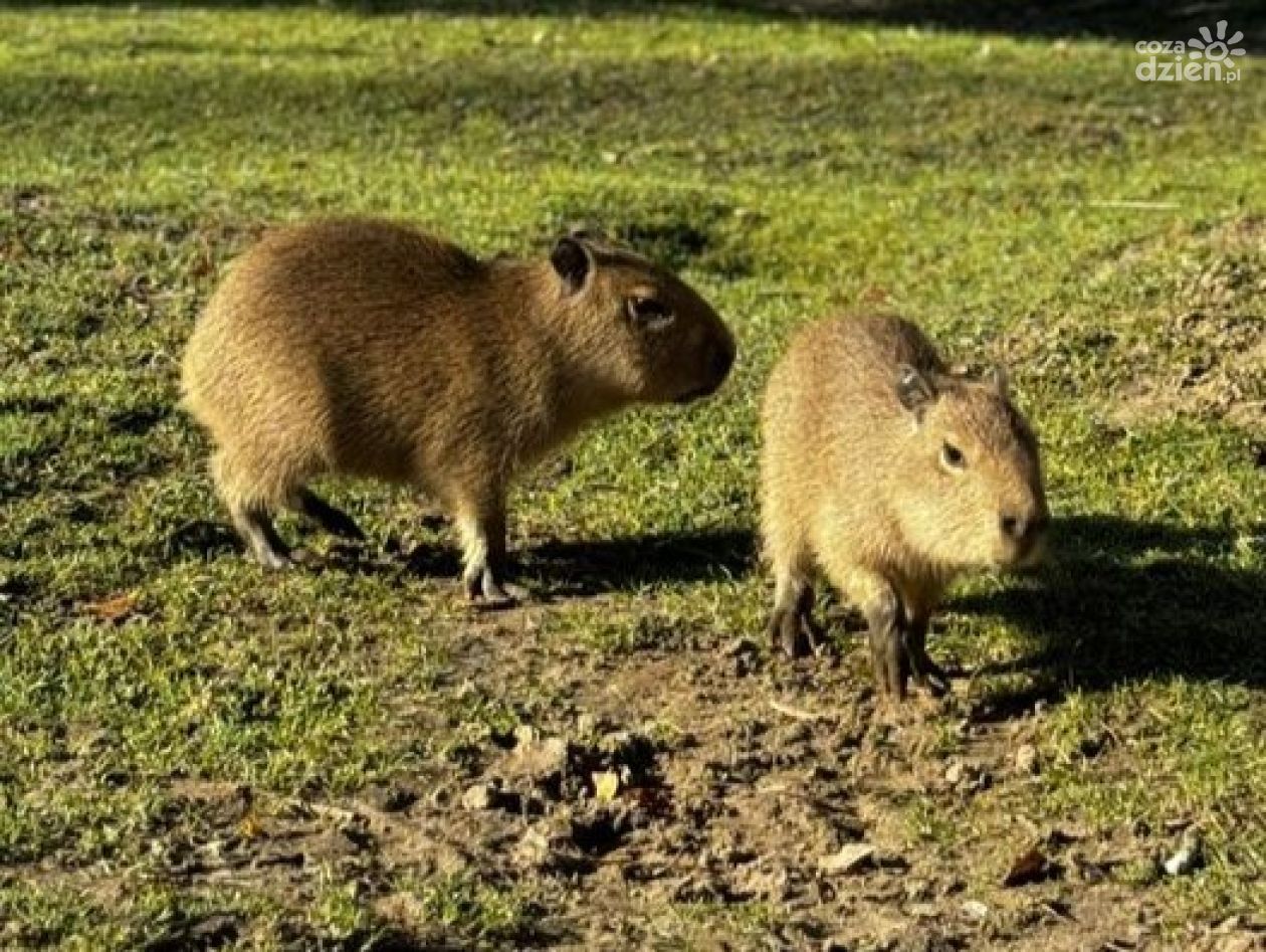 Maluchy w Zoo Leśne Zacisze