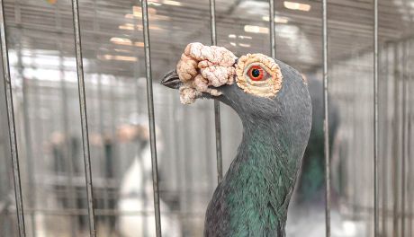 Weekend z gołębiami w Targach Kielce