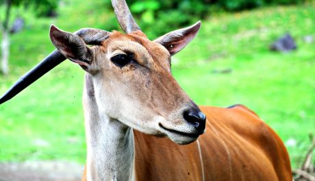 Goście z Afryki w ZOO w Lisowie