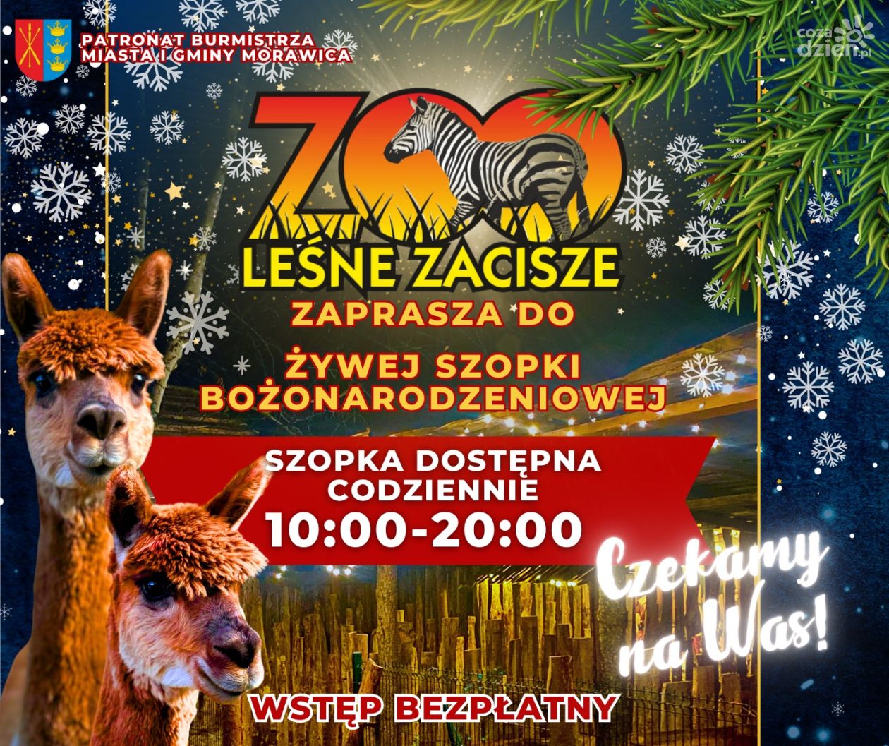 Leśne Zacisze zaprasza do odwiedzania szopki z żywymi zwierzętami 