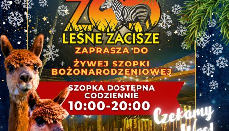 Leśne Zacisze zaprasza do odwiedzania szopki z żywymi zwierzętami 
