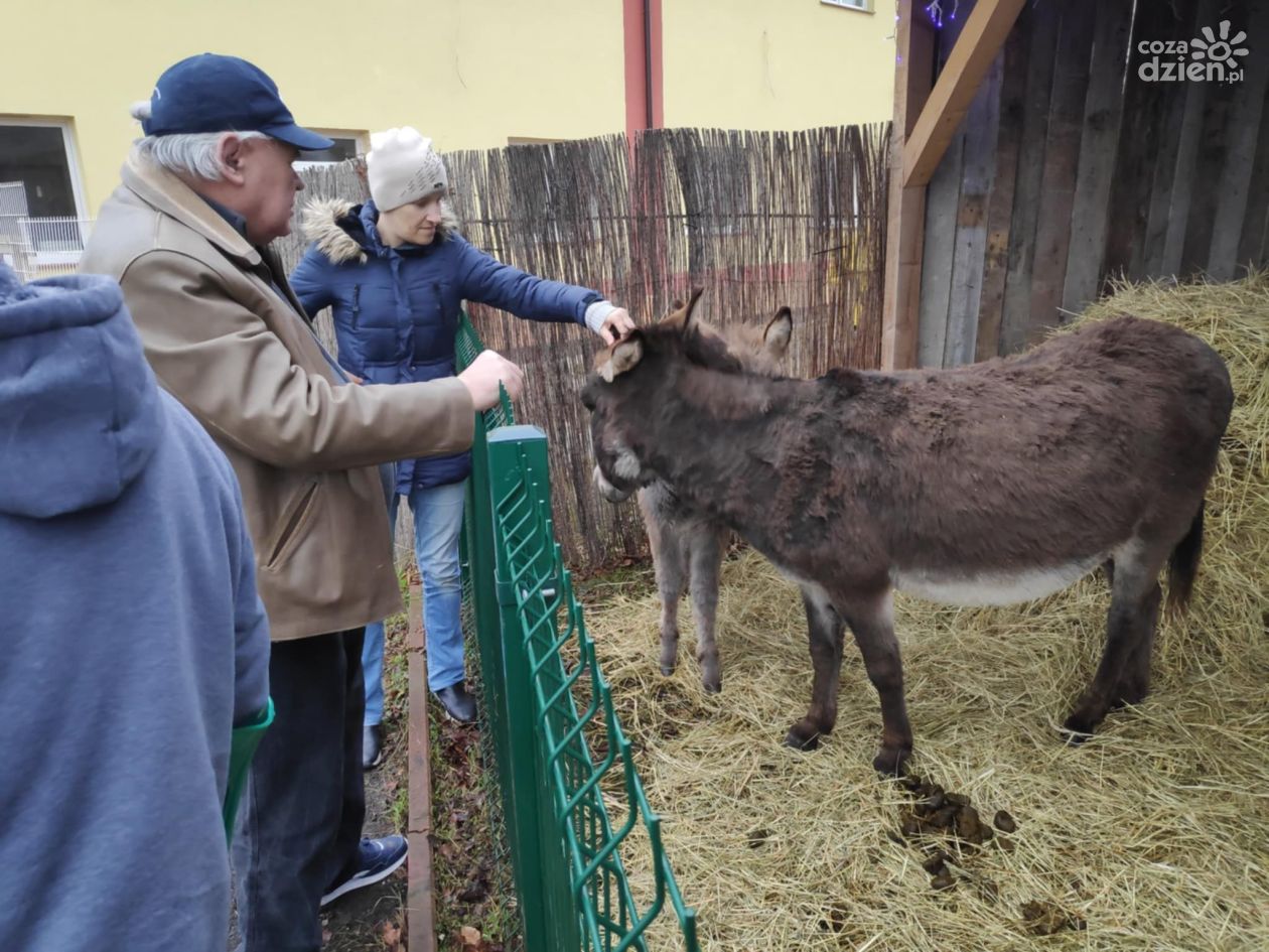 Szopka z żywymi zwierzętami także w Ostrowcu