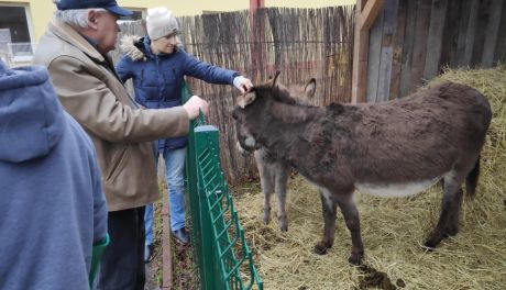 Szopka z żywymi zwierzętami także w Ostrowcu