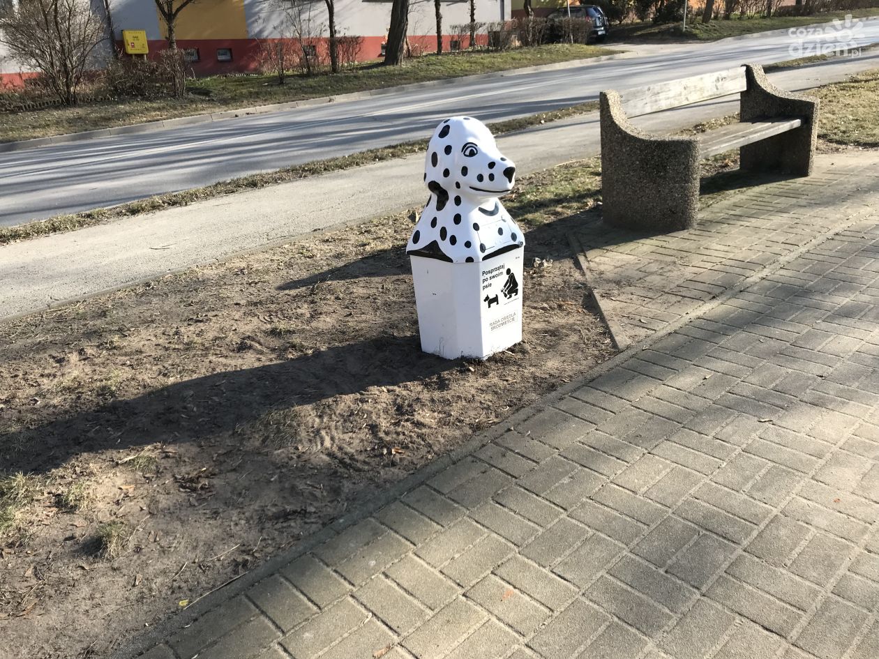 W Ostrowcu psie nieczystości trafiają do 