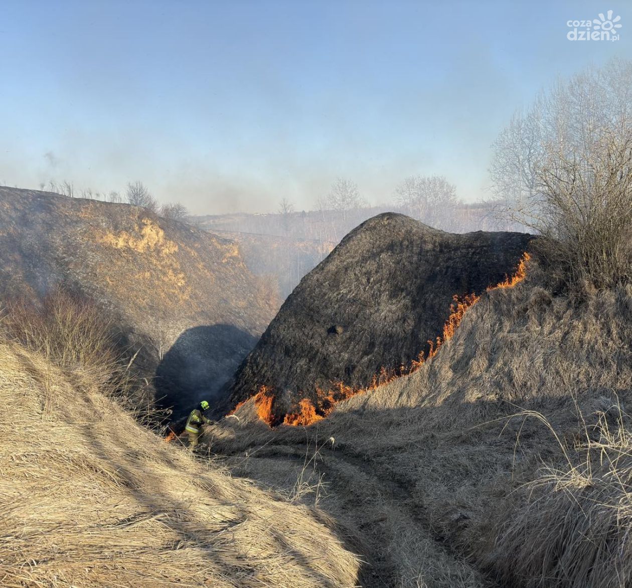 Płoną trawy i nieużytki w powiecie ostrowieckim  