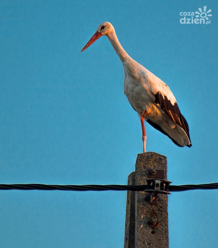 Zbysia, Szybki i Mars na szlaku wielkiej migracji
