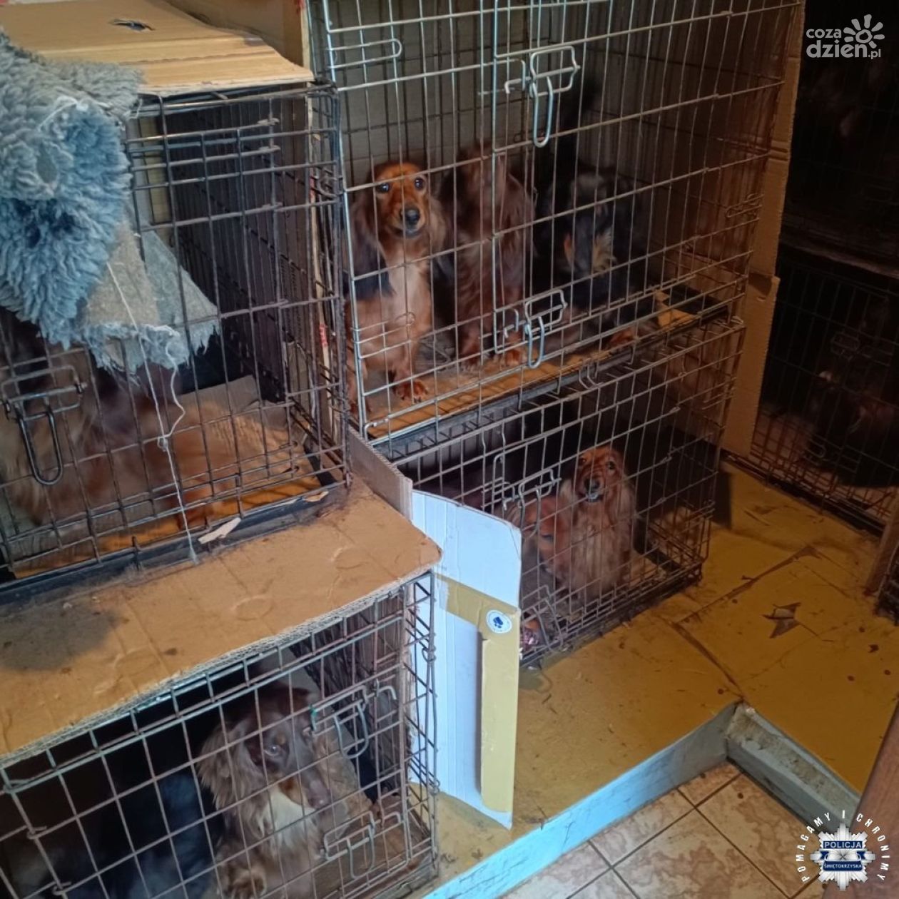 Szokujące odkrycie w gminie Jędrzejów! Ponad 100 psów w dramatycznych warunkach