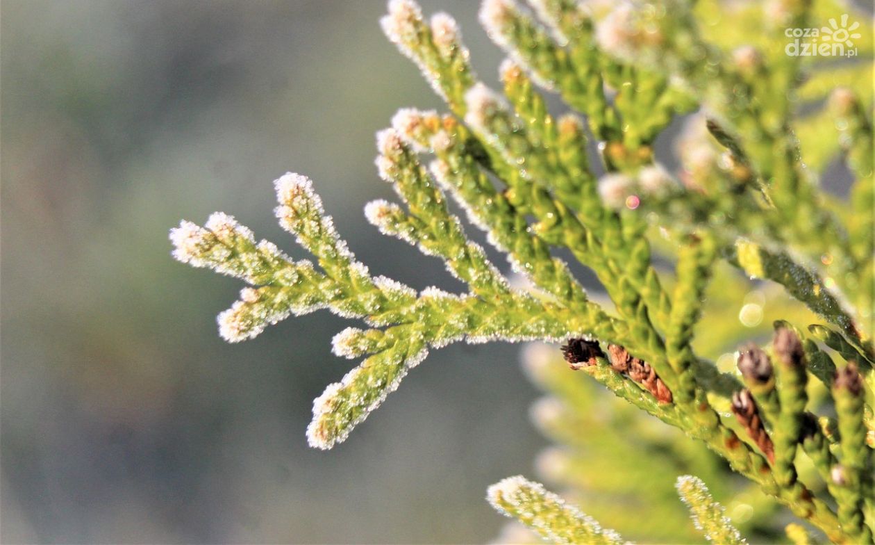 Kolejna noc z temperaturą poniżej zera