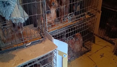 Szokujące odkrycie w gminie Jędrzejów! Ponad 100 psów w dramatycznych warunkach