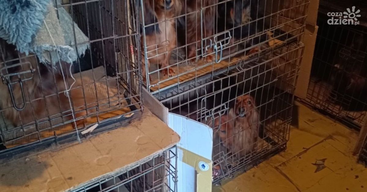 Szokujące odkrycie w gminie Jędrzejów! Ponad 100 psów w dramatycznych warunkach