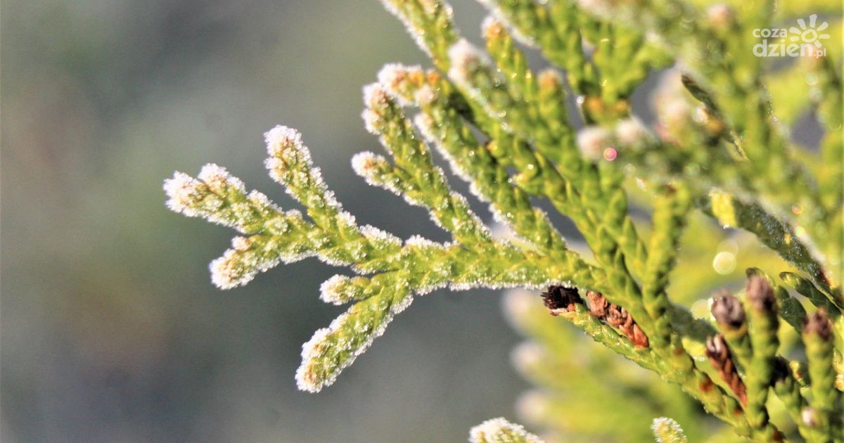 Kolejna noc z temperaturą poniżej zera