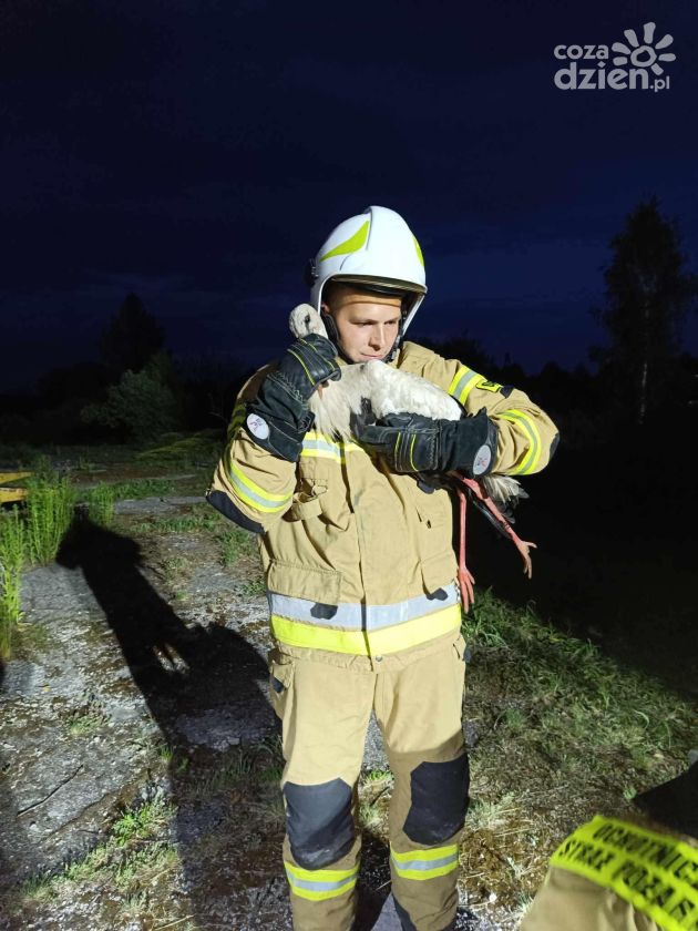 Strażacy ratowali bociana w kominie 