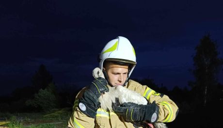 Strażacy ratowali bociana w kominie 