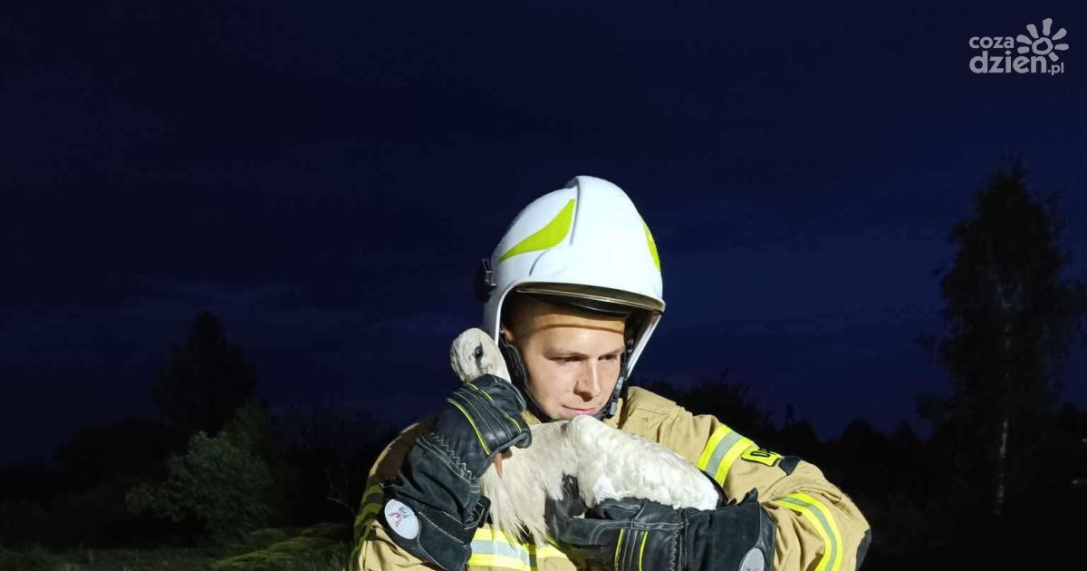 Strażacy ratowali bociana w kominie