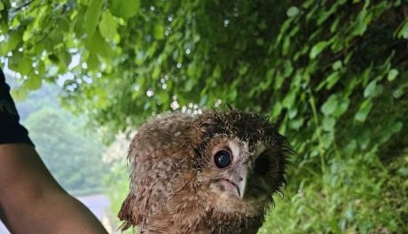 Policjanci uratowali dwie małe sowy 