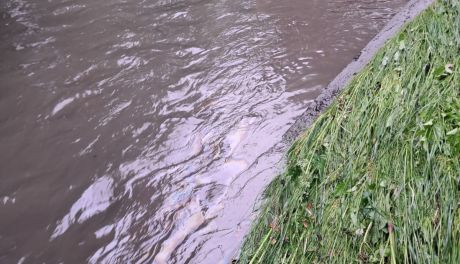 Plama olejowa na rzece Silnica w Kielcach. Interweniowały służby ratunkowe