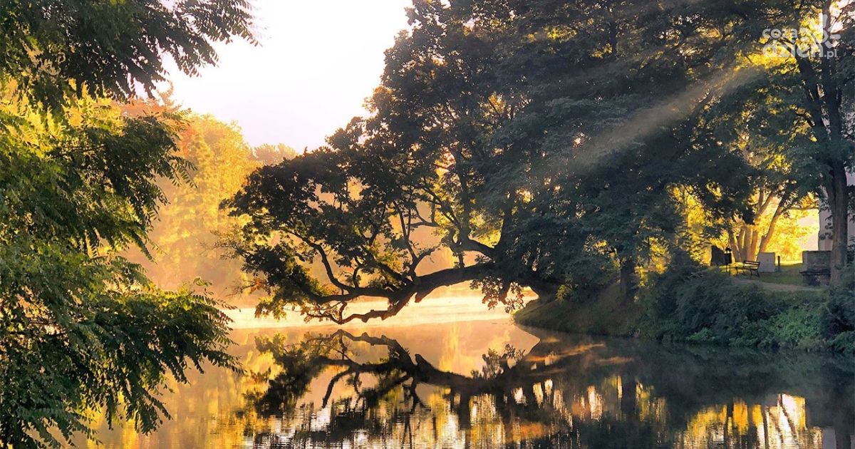 Drzewo 2025 roku wybrane – zwyciężył 110-letni wiąz szypułkowy z Szydłowca