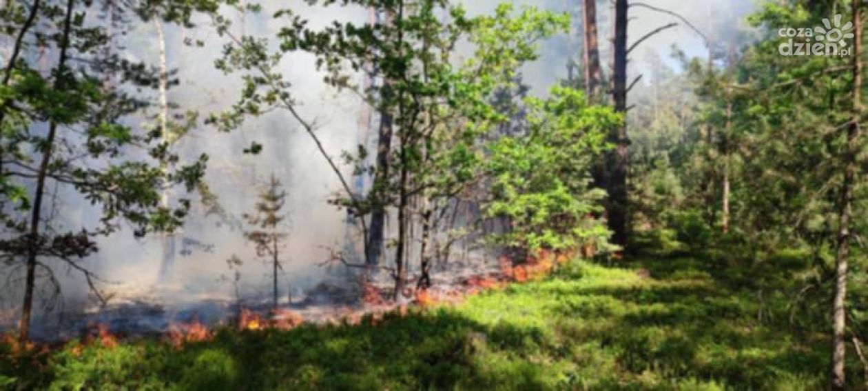 Samolot pomagał strażakom w gaszeniu pożaru na peryferiach Ostrowca 
