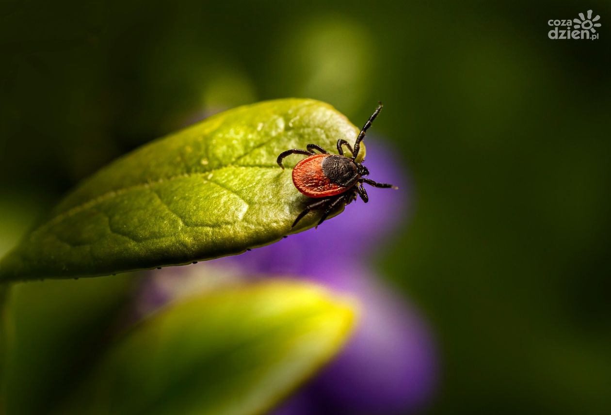 Wzrost zachorowań na boreliozę i kleszczowe zapalenie mózgu w Kielcach. Lekarze apelują o ostrożność