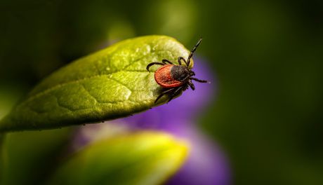 Wzrost zachorowań na boreliozę i kleszczowe zapalenie mózgu w Kielcach. Lekarze apelują o ostrożność