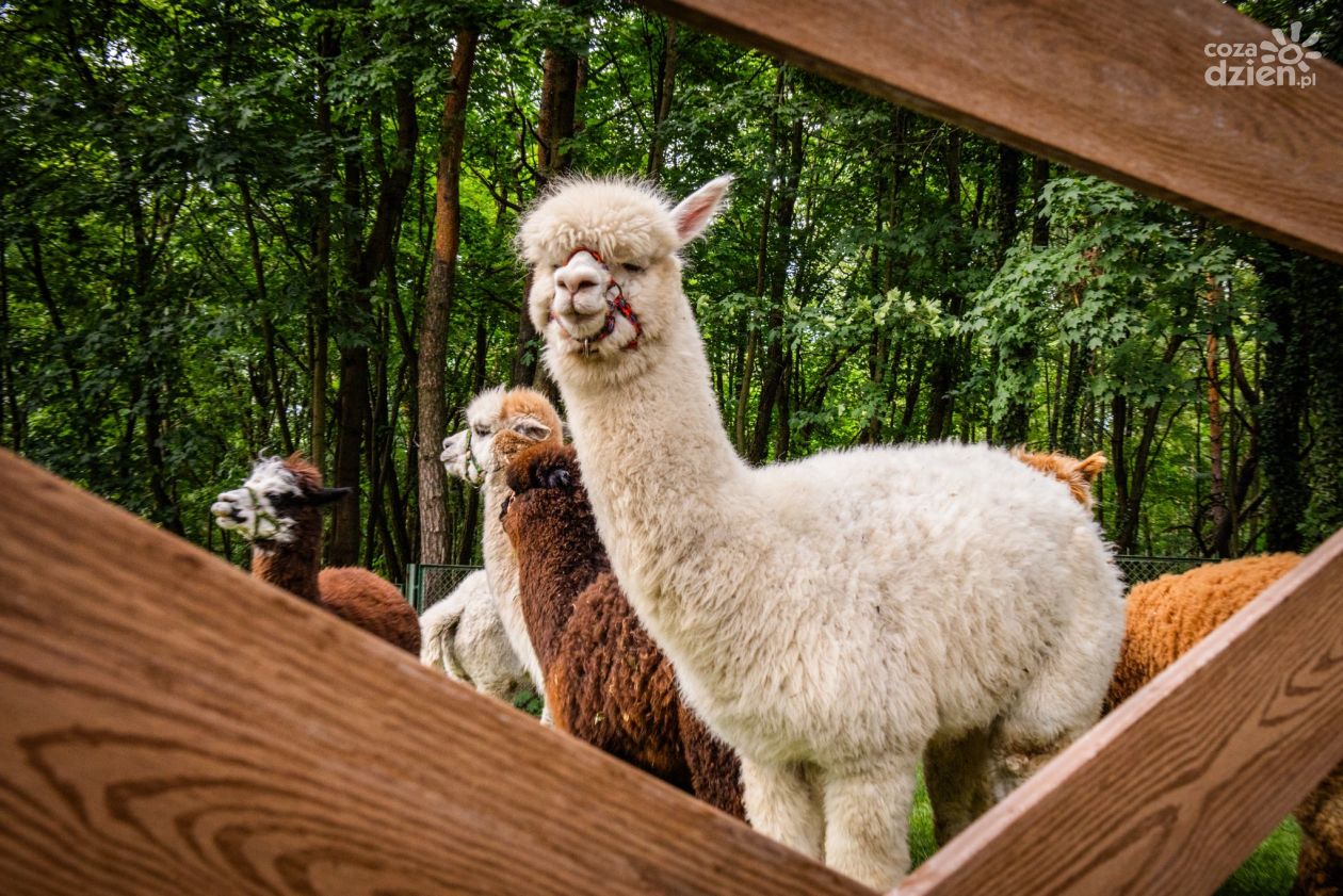 Niedziela z alpakami w Dworku – możesz je pogłaskać, przytulić i nakarmić