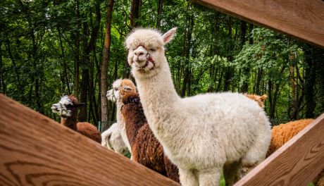 Niedziela z alpakami w Dworku – możesz je pogłaskać, przytulić i nakarmić