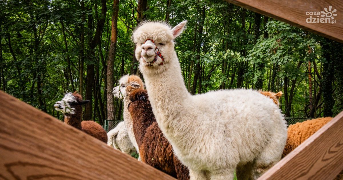 Niedziela z alpakami w Dworku – możesz je pogłaskać, przytulić i nakarmić