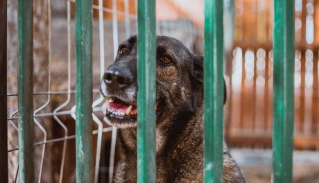 Początek wakacji to początek problemu z porzucaniem czworonogów. Policja apeluje — pies to nie zabawka