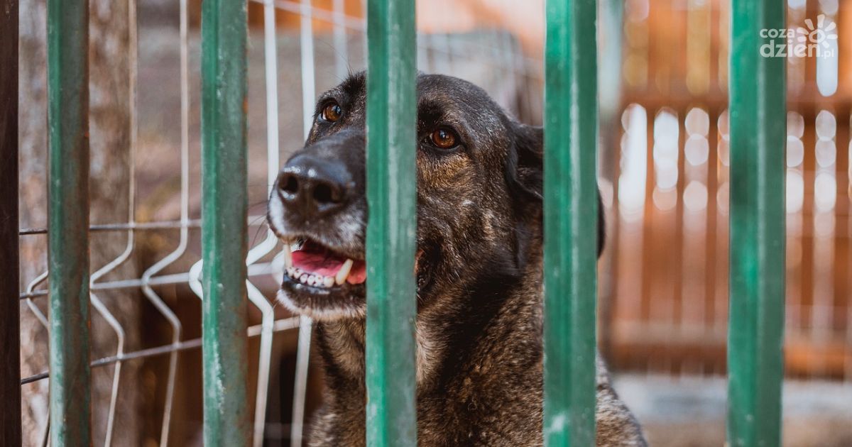 Początek wakacji to początek problemu z porzucaniem czworonogów. Policja apeluje — pies to nie zabawka
