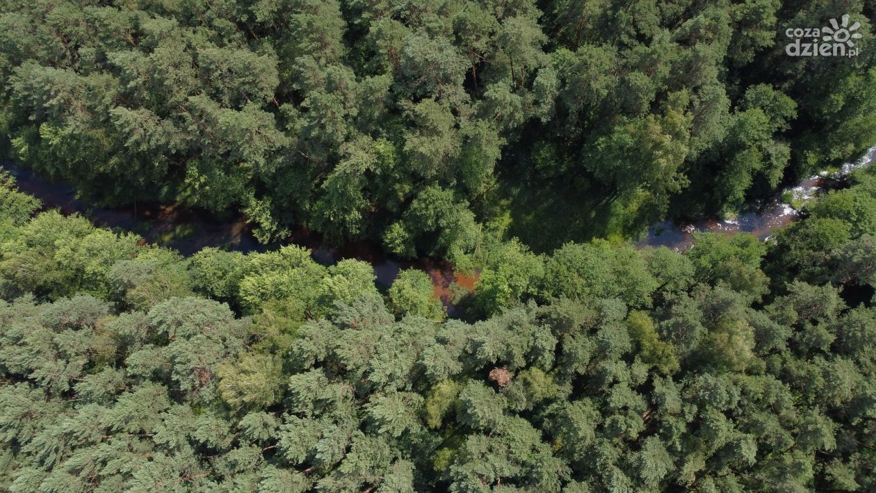  Nowe miejsce w województwie świętokrzyskim — powołano rezerwat przyrody „Papiernia”