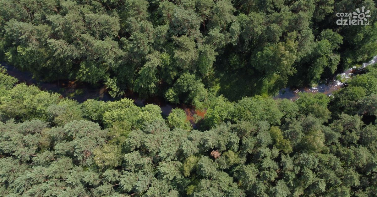 Nowe miejsce w województwie świętokrzyskim — powołano rezerwat przyrody „Papiernia”