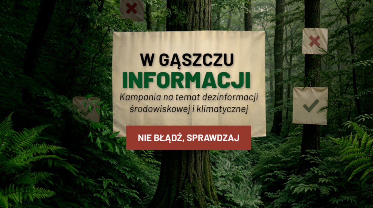 Czy drewno można pozyskać bez wycinania drzew? Co 5. Polak tak myśli – nowa kampania Lasów Państwowych walczy z dezinformacją