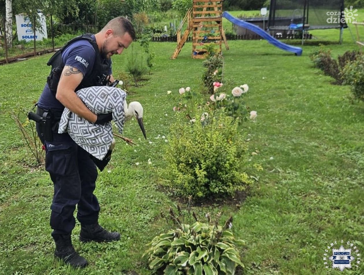 Bocian z uszkodzonym skrzydłem i sarna ze złamaną nogą znalazły pomoc w... policjantach z Dwikozów