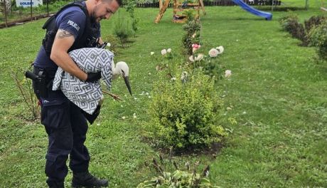 Bocian z uszkodzonym skrzydłem i sarna ze złamaną nogą znalazły pomoc w... policjantach z Dwikozów